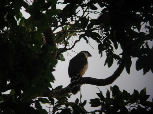 Collared Forest-Falcon (Micrastur semitorquatus)