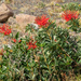 Chilean Fire Bush - Photo (c) crm211b, some rights reserved (CC BY-NC)