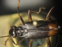 Spongiphora buprestoides