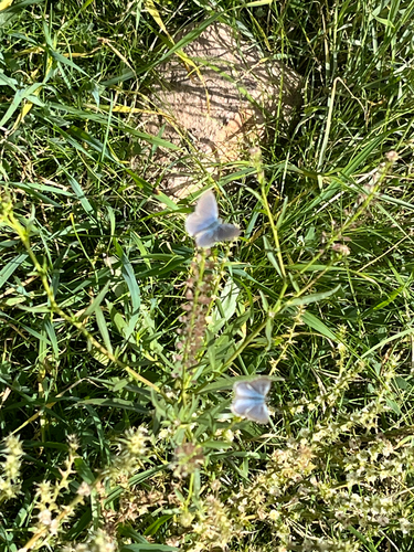 Common Grass Blue