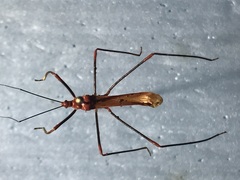 Saicinae