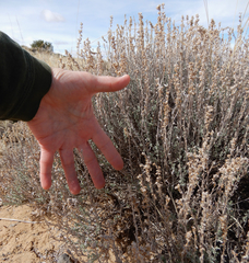 Artemisia bigelovii
