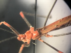 Saicinae