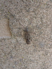 Tipula rufina