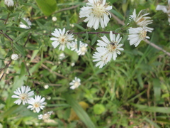 Symphyotrichum schaffneri