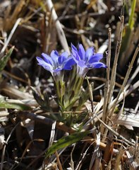 Gentiana thunbergii thunbergii