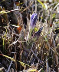 Gentiana thunbergii thunbergii