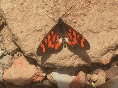 Acraea vuilloti