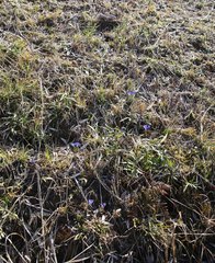 Gentiana thunbergii thunbergii