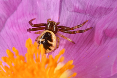 Synema globosum