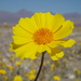 Desert Sunflowers - Photo (c) Tom Hilton, some rights reserved (CC BY)