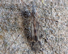 Tipula rufina
