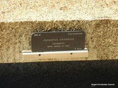 Juniperus chinensis sargentii