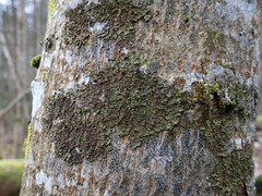 Melanelixia glabratula