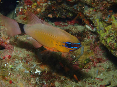 Ostorhinchus aureus