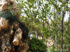 Juniperus chinensis sargentii