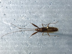 Pachygronthidae