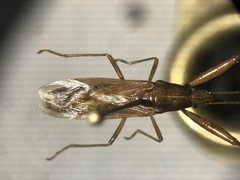 Pachygronthidae