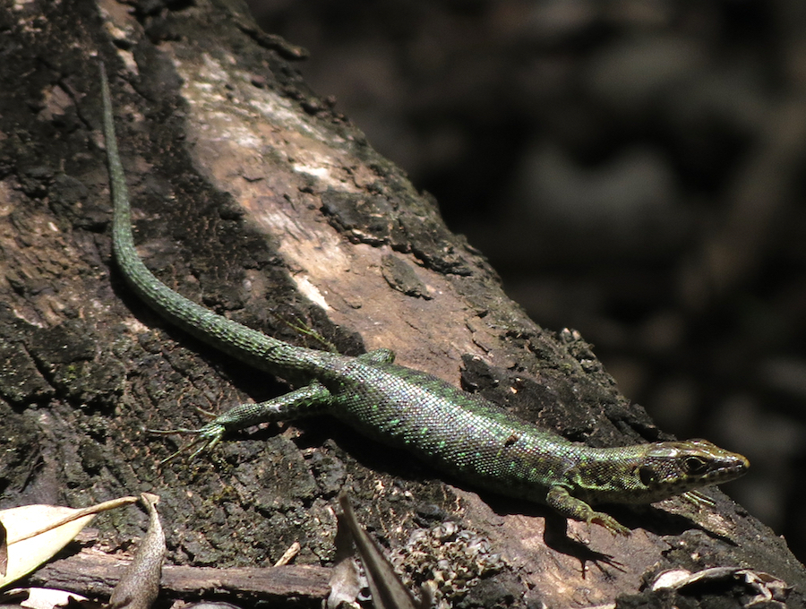 Jackson's Forest Lizard