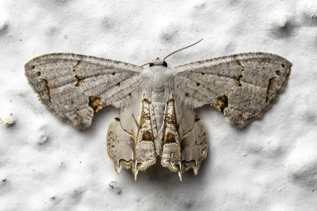 Dysaethria lilacina