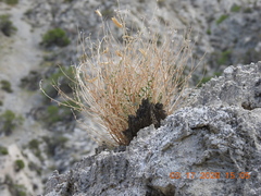 Astragalus tricarinatus