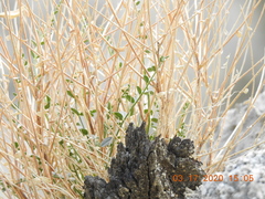 Astragalus tricarinatus