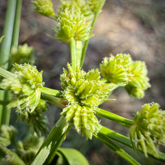Cyperus virens