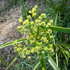 Cyperus virens, photograph (c) Caroline Kane, some rights reserved (CC BY)