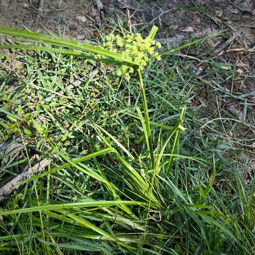 Cyperus virens, photograph 2