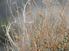 Astragalus tricarinatus