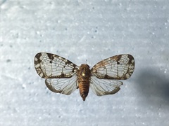 Nogodinidae