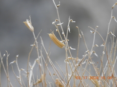 Astragalus tricarinatus