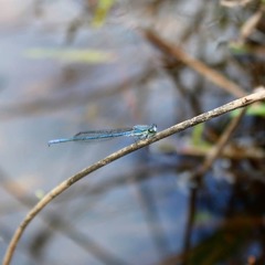 Pseudagrion draconis