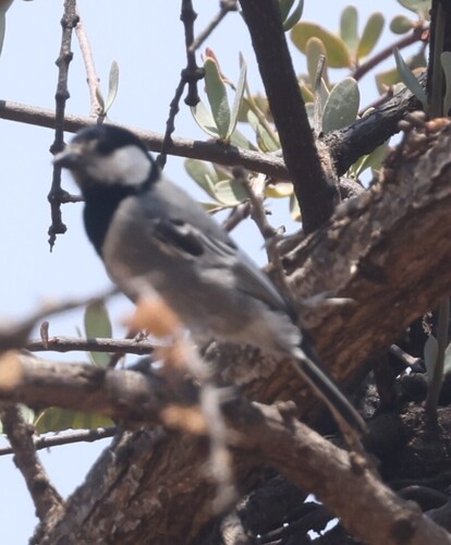 Somali Tit