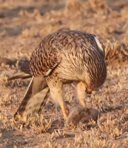 Greater Kestrel