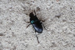 Harpalus dimidiatus