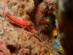 Helcogramma striata