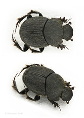 Onthophagus obtusicornis