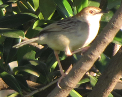 Cisticola marginatus