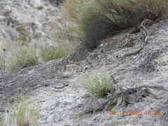 Astragalus tricarinatus