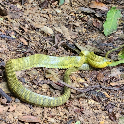 Amazon Puffing Snake