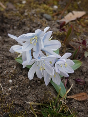 Scilla mischtschenkoana