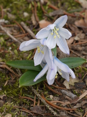 Scilla mischtschenkoana