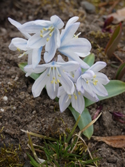 Scilla mischtschenkoana