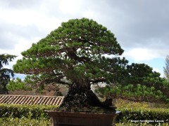 Pinus parviflora pentaphylla