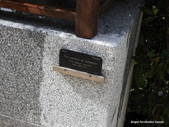 Pinus parviflora pentaphylla