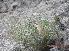 Astragalus tricarinatus
