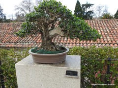 Pseudocydonia sinensis