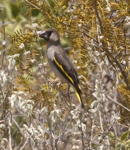 Somali Golden-winged Grosbeak