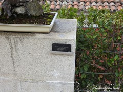 Pseudocydonia sinensis